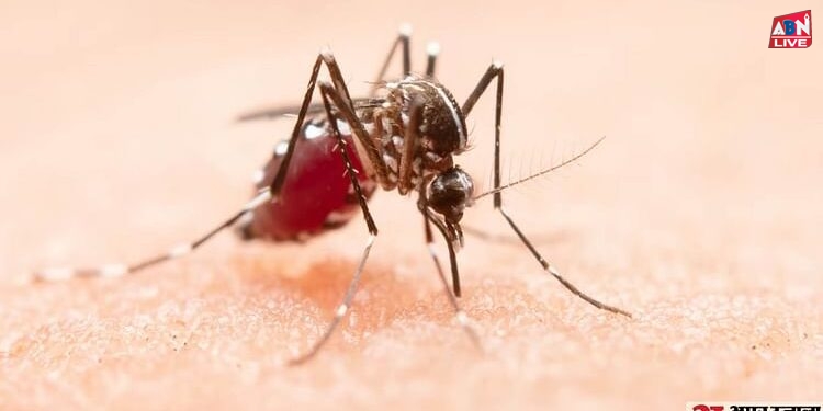 Zika Virus: डेंगू के साथ जीका संक्रमण के भी बढ़े मामले, जानिए कौन सा ज्यादा खतरनाक और कैसे करें अंतर?