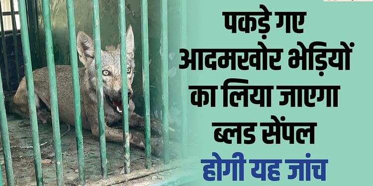 Wolf in UP: वुल्फ डॉग नहीं हैं आदमखोर भेड़िये,  डब्ल्यूआईआई का आकलन, पकड़े गए भेड़ियों का लेंगे ब्लड सैंपल