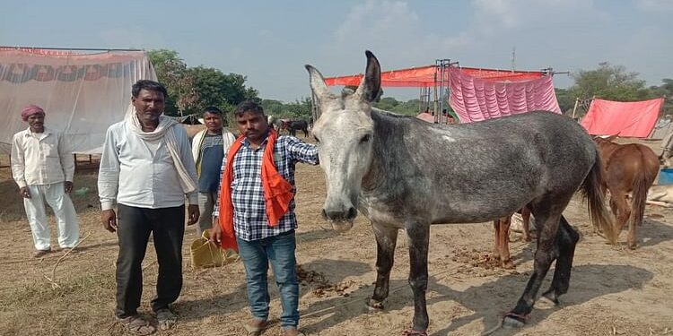 UP: रॉयल एनफील्ड बुलेट से भी महंगा है खच्चर 'चांडाल', कीमत जानकर रह जाएंगे हैरान; जानें क्या है इसकी खासियत