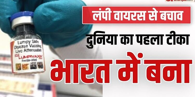 Lumpy Virus: अब बचा सकेंगे मवेशियों की जान, भारत बायोटेक के टीके को CDSCO की मंजूरी; 15+ राज्यों को मिलेगा लाभ