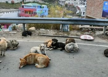 Delhi : दिल्ली में करीब 10 लाख लावारिस कुत्ते, रोज दो हजार से अधिक लोगों को बना रहे शिकार... विरोध प्रदर्शन