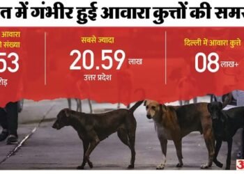 Stray Dog: भारत में आवारा कुत्तों के काटने और रेबीज से जुड़े आंकड़े; चीन से पश्चिमी देशों तक, कहां-क्या नियम?