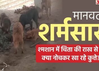 लाश बनी कुत्तों का निवाला: श्मशान घाट में चिता की राख पर दिखे कुत्ते, वायरल वीडियो देख अधिकारी बोले- ये तो...