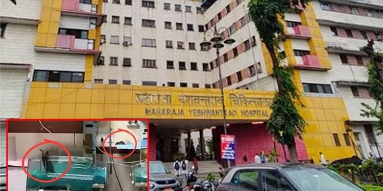 MY Hospital: 20 लाख में भगा पाए महज 150 चूहे; प्रबंधन के पास बहाने, नवजातों का हत्यारा कौन? चूहाकांड की कहानी
