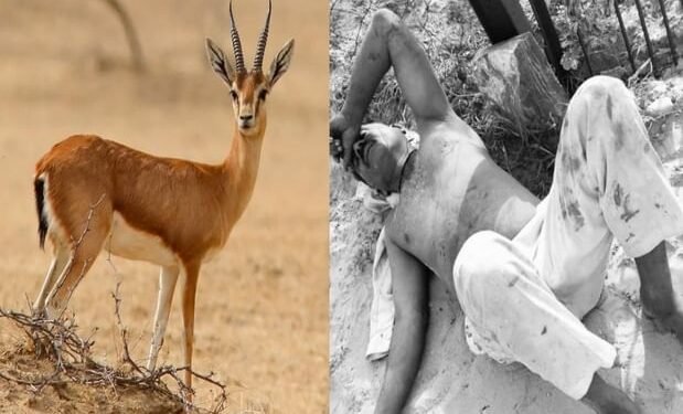 ‘अंजाम भुगतना पड़ेगा’: हिरण का शिकार रोकने पर बदमाशों ने सोते किसान की ली जान, गांव में हिंसा और आगजनी; जानें