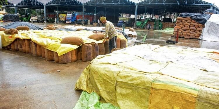 Punjab: पंजाब में बारिश... मंडियों में धान भीगा, किसानों की मुश्किलें बढ़ीं; आज के लिए 12 जिलों में यलो अलर्ट