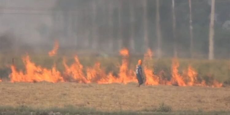 पंजाब: पराली जलाने के 308 मामले, तरनतारन और अमृतसर सबसे अधिक प्रभावित; 147 पर एफआईआर