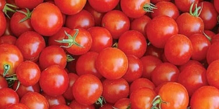 महंगाई का 'चक्रवात': केंद्र सरकार ने दिल्ली-एनसीआर में 40 रुपये किलो बेचना शुरू किया टमाटर, प्याज भी उपलब्ध