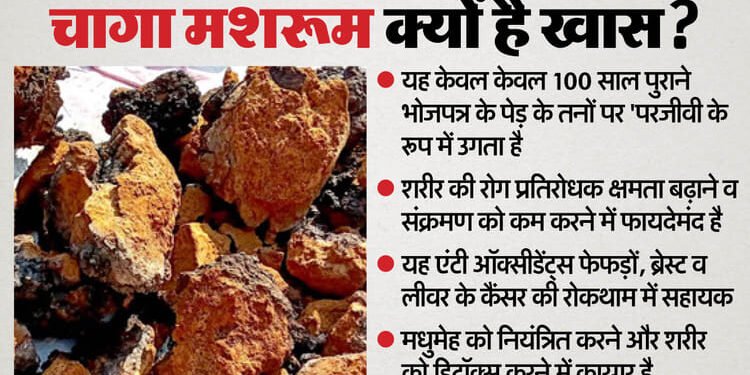 Srinagar Garhwal: हिमालय में मिला कैंसर रोधी दुर्लभ चागा मशरूम, 100 साल पुराने भोजपत्र पर आता है नजर