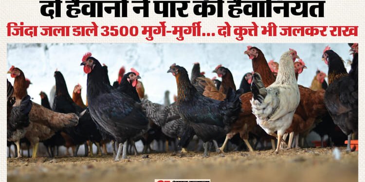 जल गए 3500 मुर्गे...700 अंडे और दो कुत्ते: दो लड़कों ने फार्म में लगाई दी आग, सो रहे बुजुर्ग ने भागकर बचाई जान