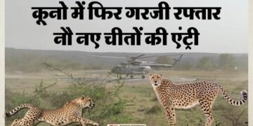 MP News: बोत्सवाना से सही-सलामत कूनो पहुंचे नए मेहमान, केंद्रीय मंत्री ने प्रतीकात्मक रूप से रिलीज किया