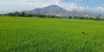 Srinagar: पुलवामा में दहशत नहीं... अब उम्मीदों के साथ होती है हर सुबह, बर्बर हमले के सात साल बाद बदली फिजा