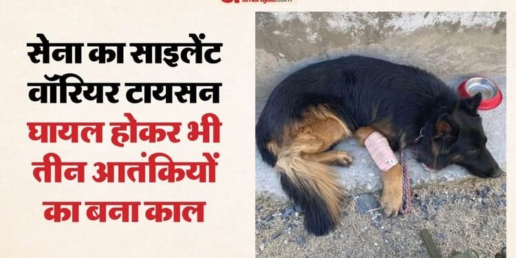 घने जंगल, पथरीले रास्ते और बंदूकों की गड़गड़ाहट: सबसे आगे था जांबाज टायसन, दुश्मन की चाल पढ़कर दी सटीक जानकारी