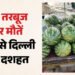 दिल्ली में तरबूज से दहशत: मुंबई में चार लोगों की मौत के बाद राजधानी में खरीदने से बच रहे लोग, बाजार पर असर