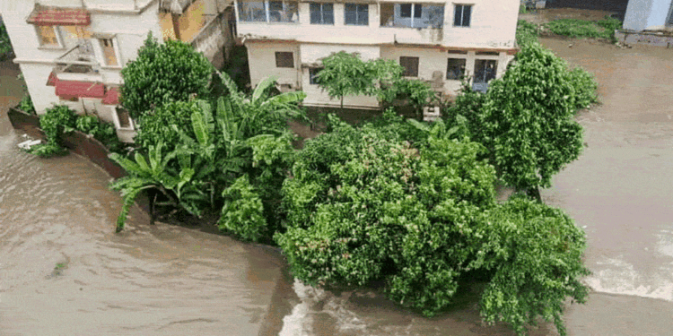 Odisha Flood: पांच दिन तक पेड़ से चिपका रहा शख्स, नदी में बहने के बावजूद बचाव दल ने कैसे सुनंदा की जान बाचाई?