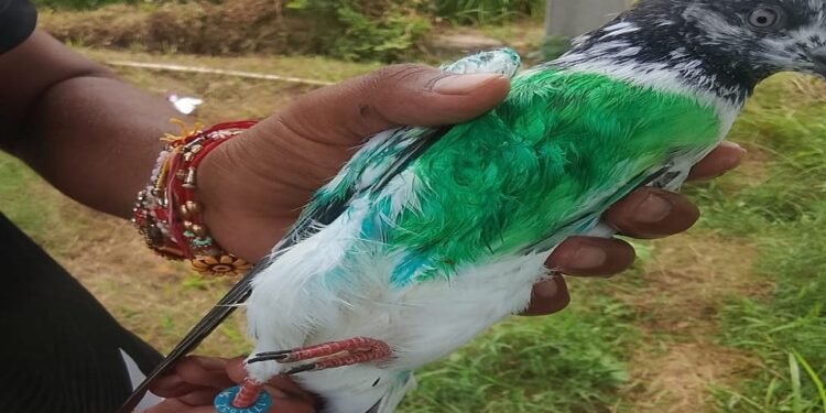 जम्मू: कठुआ में पाकिस्तानी मोबाइल नंबर वाली रिंग के साथ पकड़ा गया कबूतर, पड़ताल में जुटीं जांच एजेंसियां